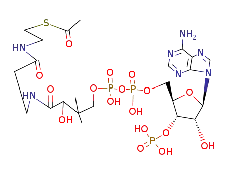 アセチル補酵素A