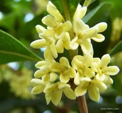 Osmanthus fragrans extract