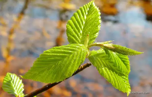 Natural ingredient Birch leaf extract