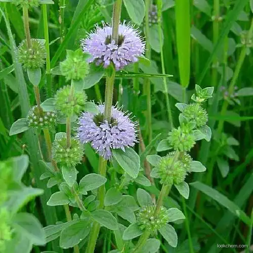 Mentha pulegium ext.