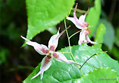 100% natural epimedium extract by HPLC with competitive price
