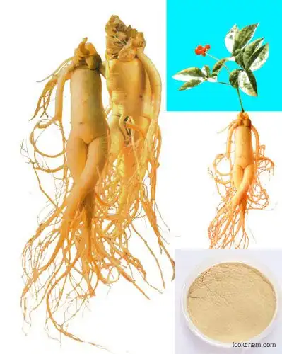 Ginseng extr.