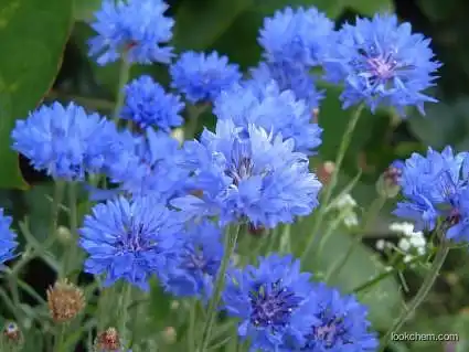 Centaurea cyanus, ext.