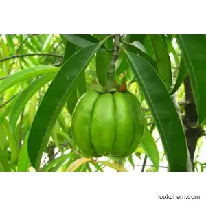 Garcinia cambogia extract