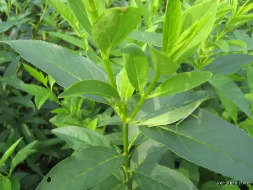 Hypericum perforatum extract