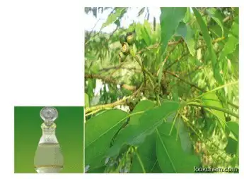 Therapeutic Grade Pure Eucalyptus Oil