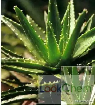 10% Aloe extract Aloin  CAS#5133-19-7