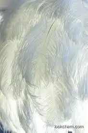 100% Pure Ostrich Feather