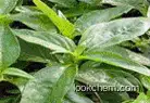 Herba Andrographis Extract