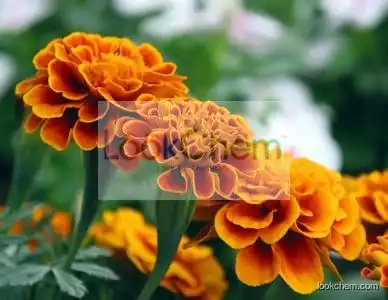 Xanthophyll