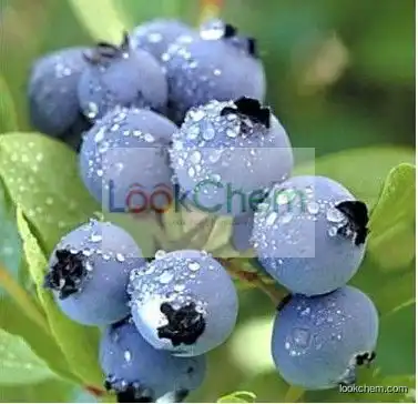 100% natural Cyanidin chloride Plant Extractof Bilberry