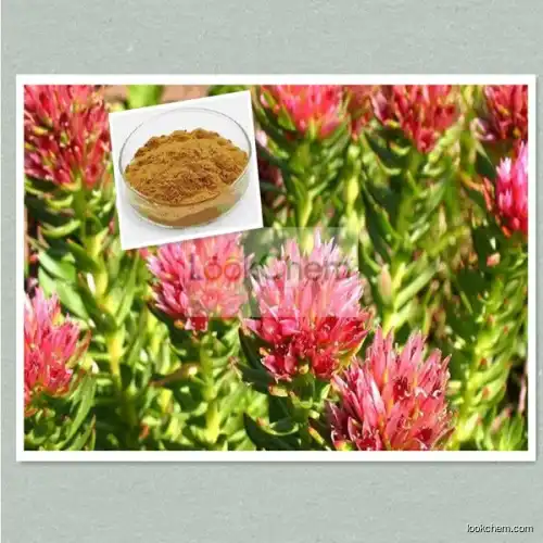 Wholesale 100% natural Rhodiola rosea root extract powder