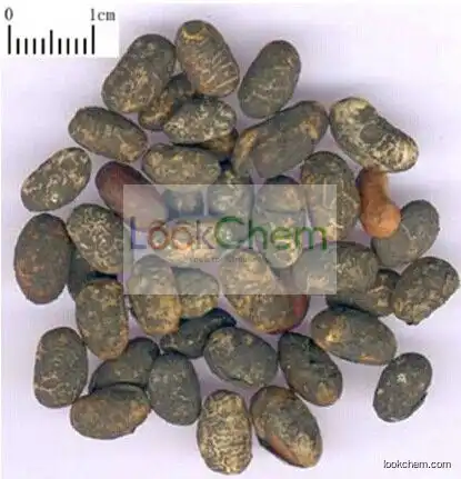 100% Natural Touchi Extract Powder Favorites Compare ISO&GMP factory