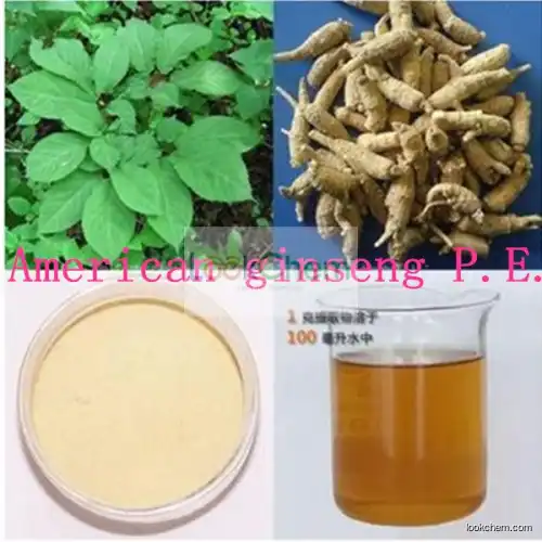 American Ginseng P.E.(Extract) with Ginsenosides