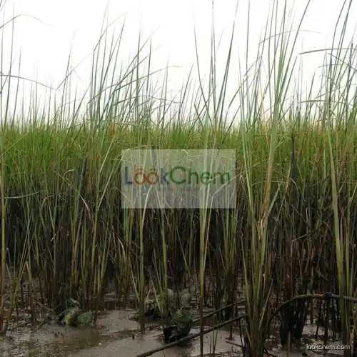 Spartina anglica extract