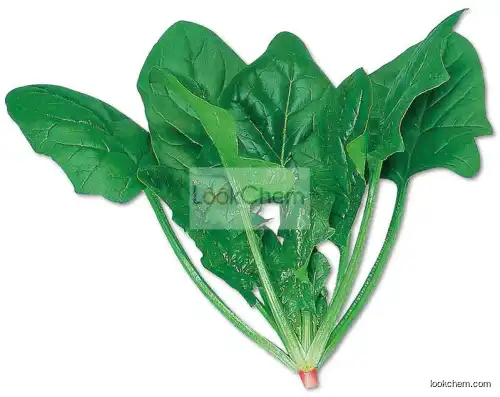 Spinach Extract Vitamin A