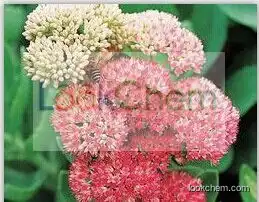 Rhodiola Rosea Extract(10338-51-9)