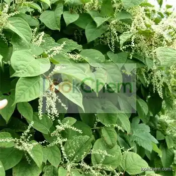 Giant Knotweed Extract