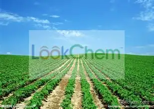 Soybean extract