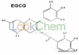 Green Tea Extract