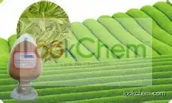 Green Tea Extract
