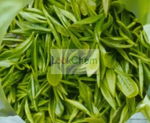Green Tea  Extract