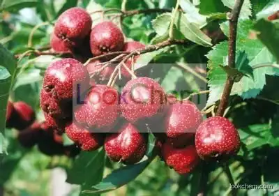 hawthorne berry extract