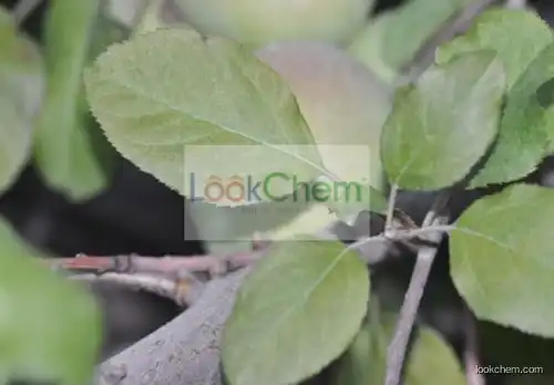 hawthorne leaf extract