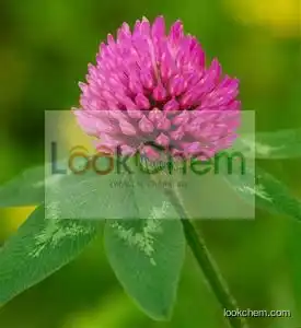 red clover extract
