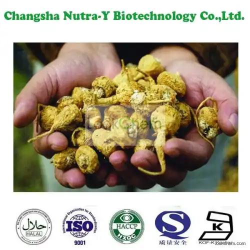 Maca Extract