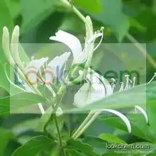 Honegsukle Flower Extract