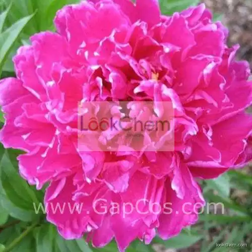 Natural Plant Extract of Peony P.E. /Paeonia Lactiflora Extract