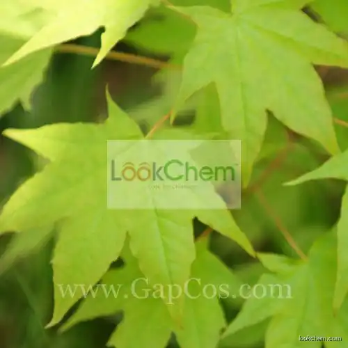 Natural Acer Truncatum Bunge Seed Oil