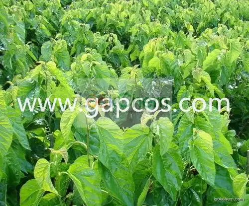 Organic DNJ Mulberry leaf Extract