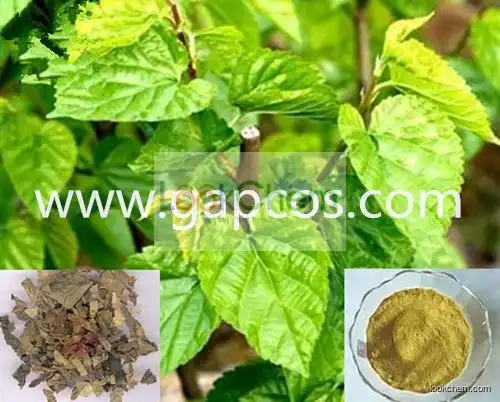 Organic DNJ Mulberry leaf Extract