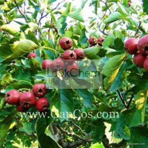 Natural organic Hawthorn Leaf Extract