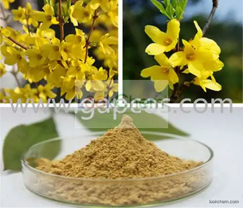 100% Pure Natural Fructus Forsythia Extract