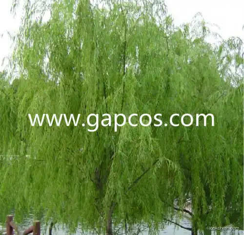 Salicin powder extract from White willow stem bark