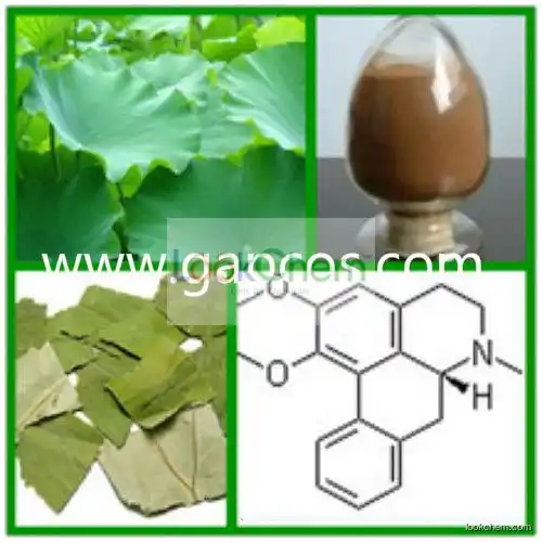 Nuciferine-High Quality Lotus Leaf Extract