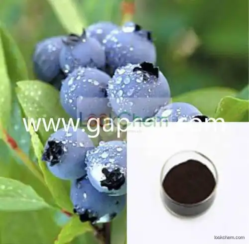 Blueberry extract concentrate powder