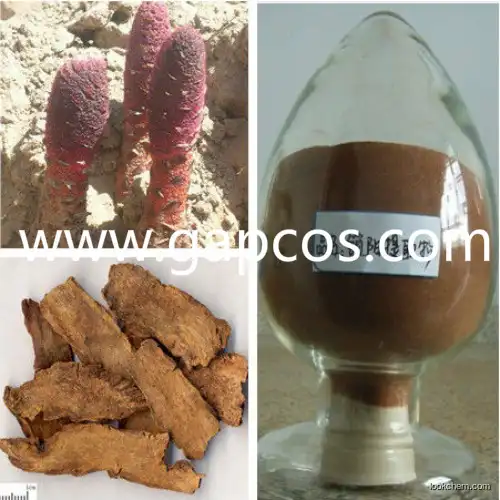 Nourish Kidney Sex Product Songaria Cynomorium extract