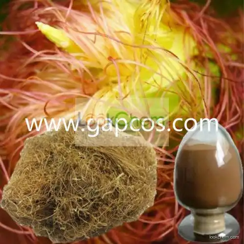 Corn Silk Extract 10:1 for lowering blood pressure