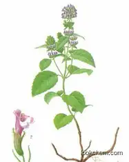 Clinopodium Herb Extract
