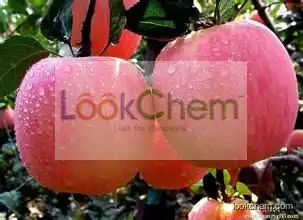 Topsale Apple Extract Phloretin40%-98%  with lower price