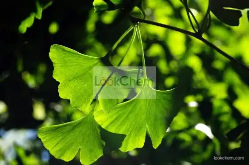 Ginkgo biloba extract 1