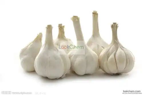 garlic extract allin