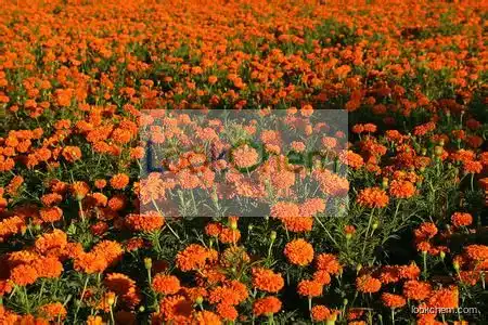 Best selling high quality safflower extract