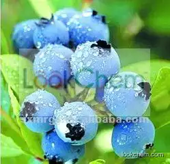 Top quality plant extracts China manufacturer supply bilberry extract 10% anthocyanidin