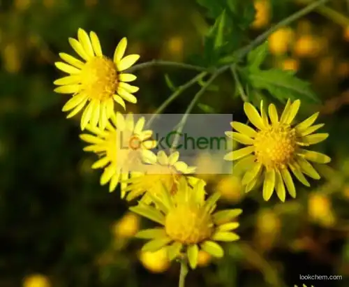 Wild chrysanthemum extract