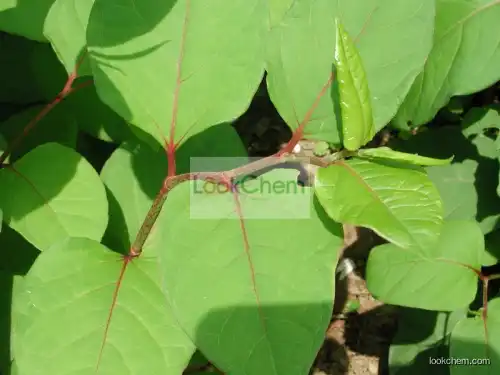 Polygonum Cuspidatum Extract